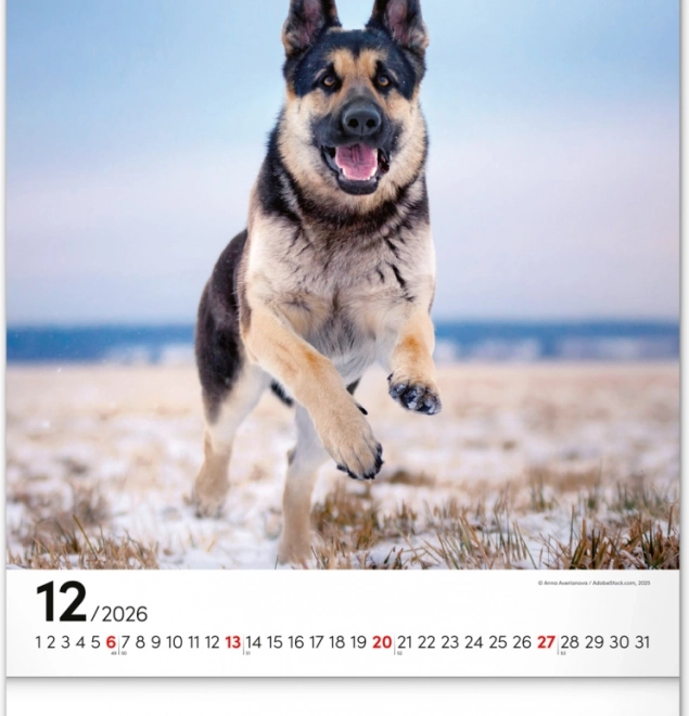 Calendario da parete Cani 2026