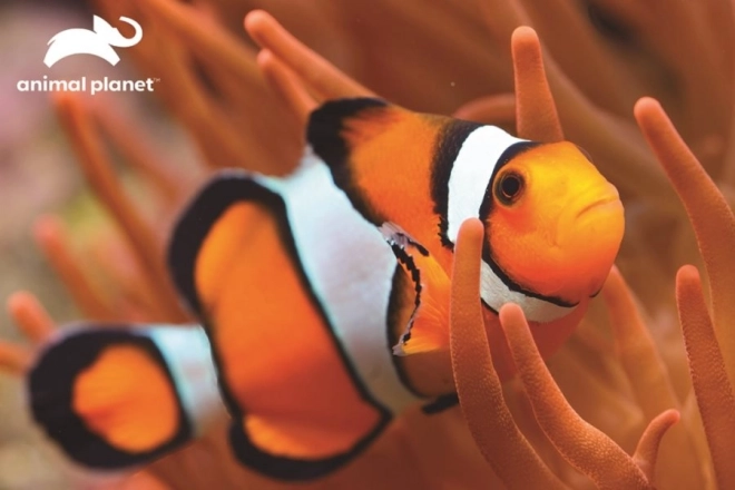 Prime 3D Clownfish Puzzle