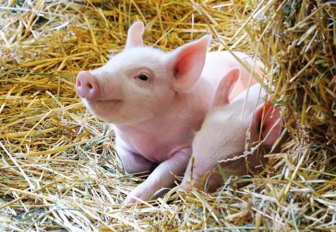 De magie van het boerderijleven