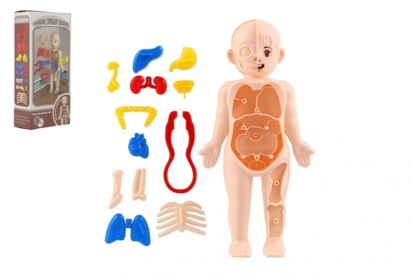 Human Body Puzzle Set