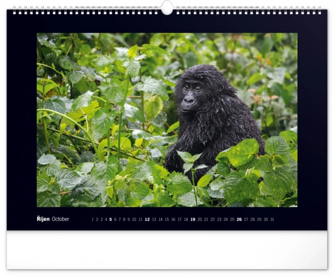 Wall Calendar Majestic Gorillas 2025