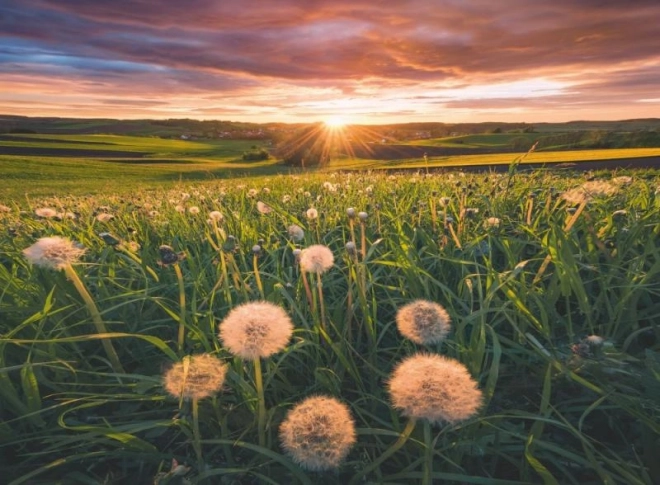 Ravensburger Puzzle Dandelions at Sunset