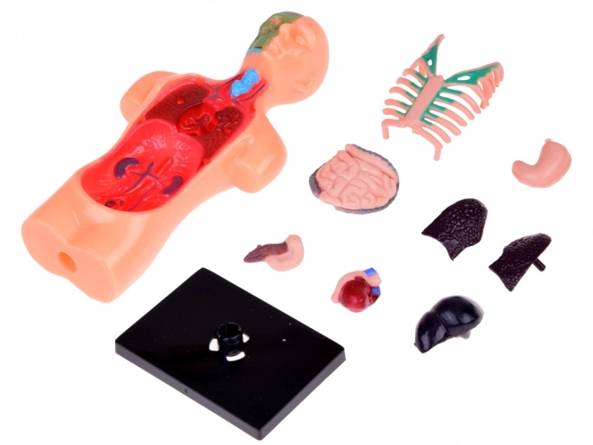 Human Anatomy Educational Model with Organs