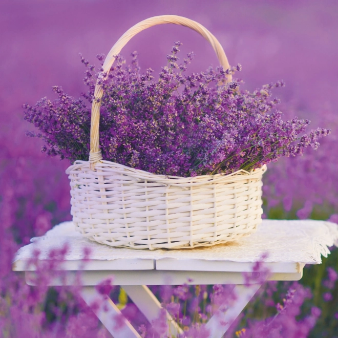 Notebook Calendar Provence 2026