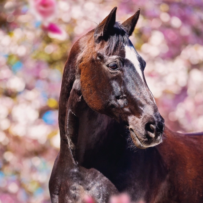 Notique Horse Calendar by Christiane Slawik 2025