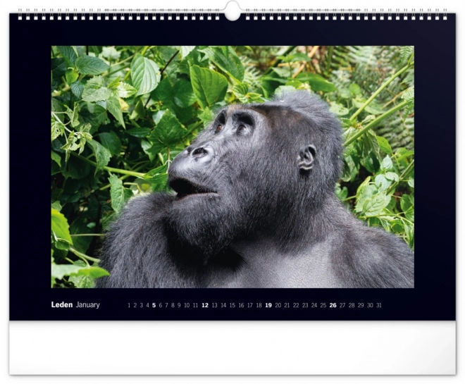 Wall Calendar Majestic Gorillas 2025