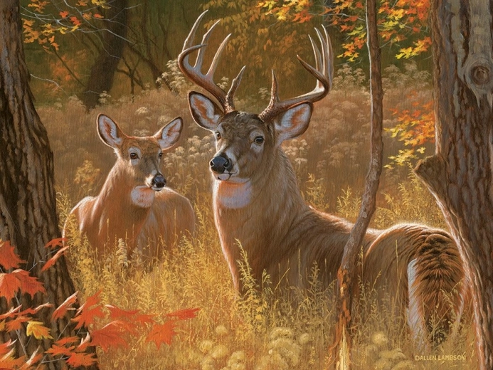 Splendido tema dell’incontro segreto dei cervi