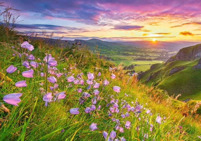 Puzzle Harebells at Sunrise