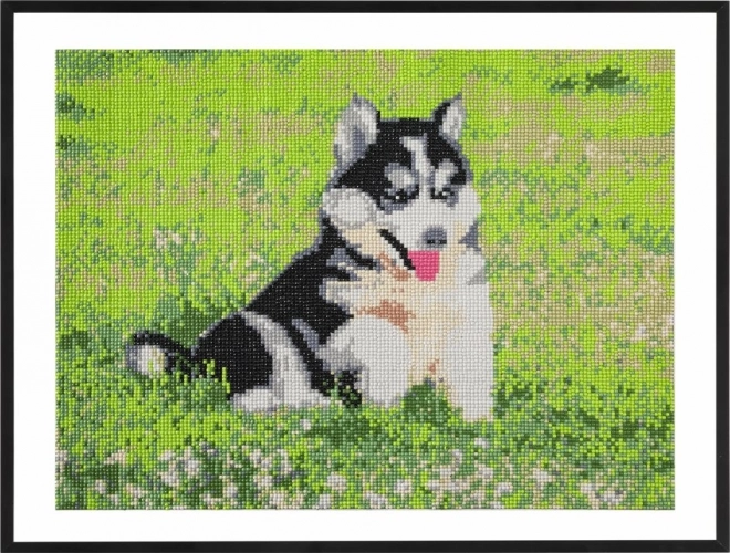 Diamond Painting Husky 40x50cm