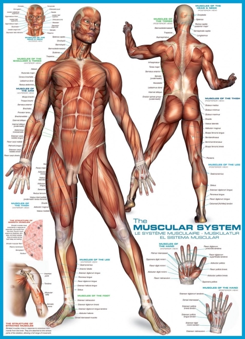 Eurographics human anatomy muscle puzzle 1000 pieces