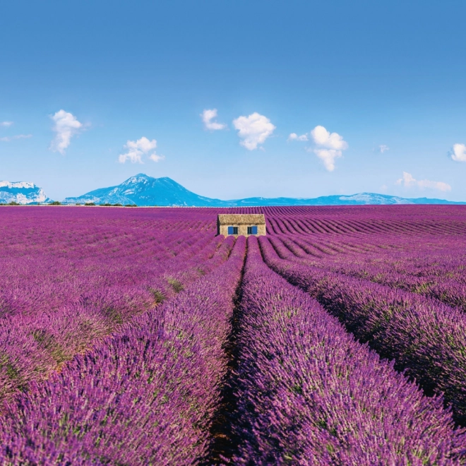 Koledar z opombami Provence 2026