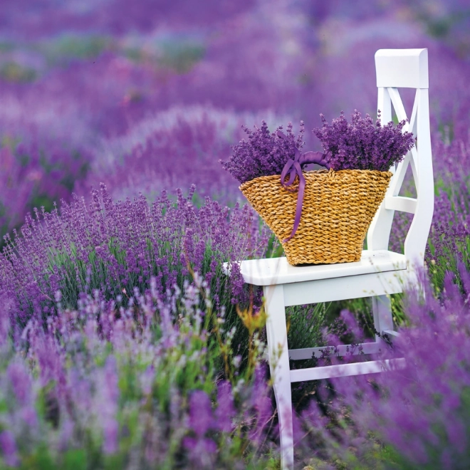 Notebook Calendar Provence 2026