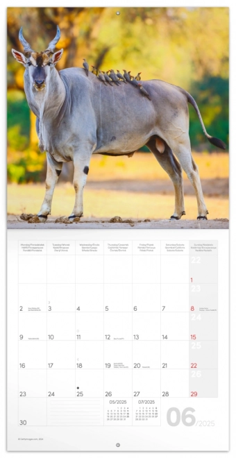 Notique Wild Africa 2025 Calendar