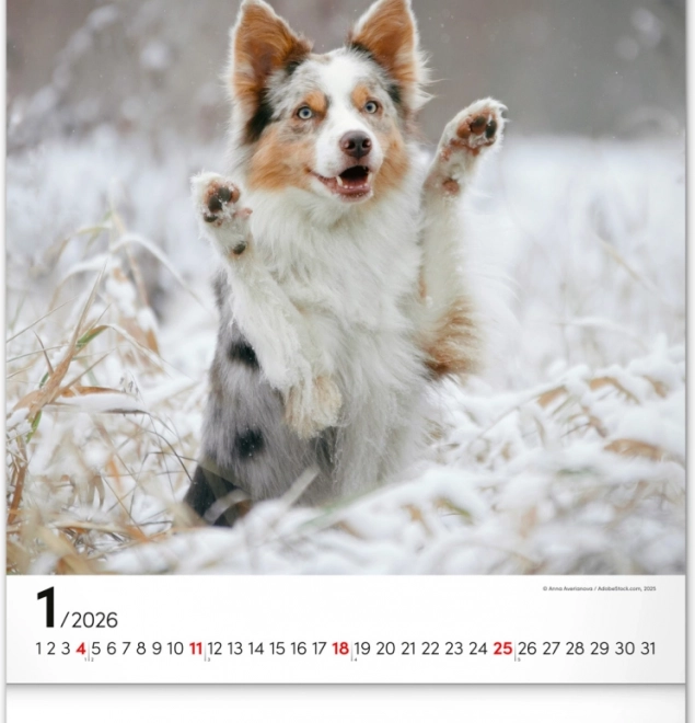 Calendario da parete Cani 2026
