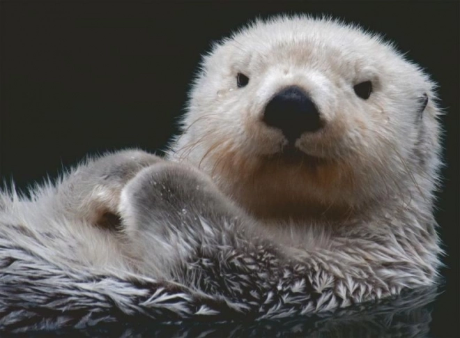 Cute Little Otter Puzzle