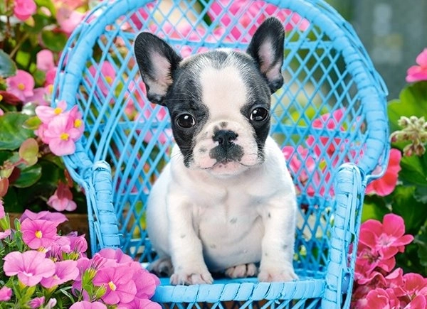 French Bulldog Puppy Jigsaw Puzzle