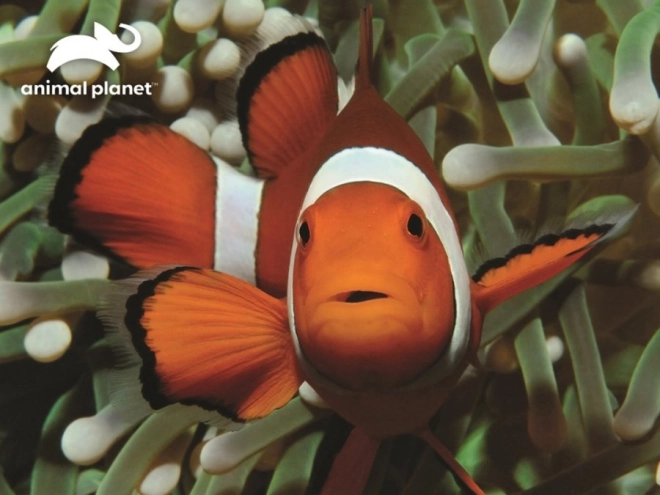 Prime 3D Puzzle Clownfish