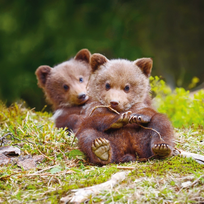 Adorables photos de bébés animaux toute l’année