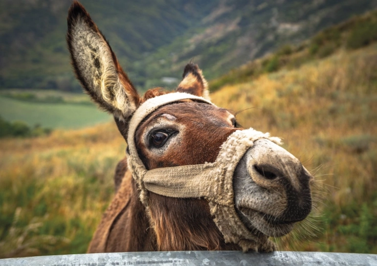 Prekrasan motiv magarca u planinama