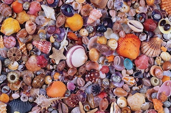 Puzzle Mušle 1000 dielikov