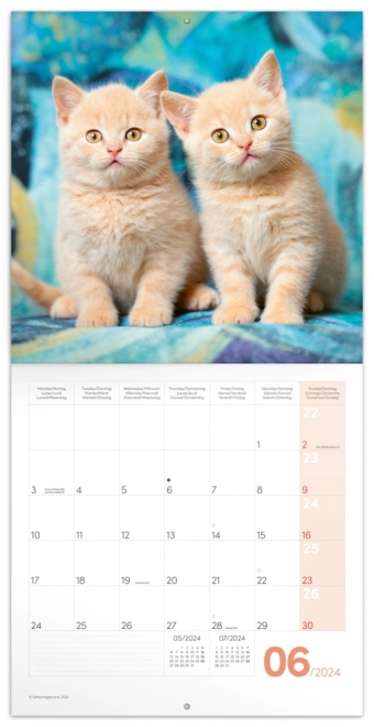 Kitten Calendar 2024