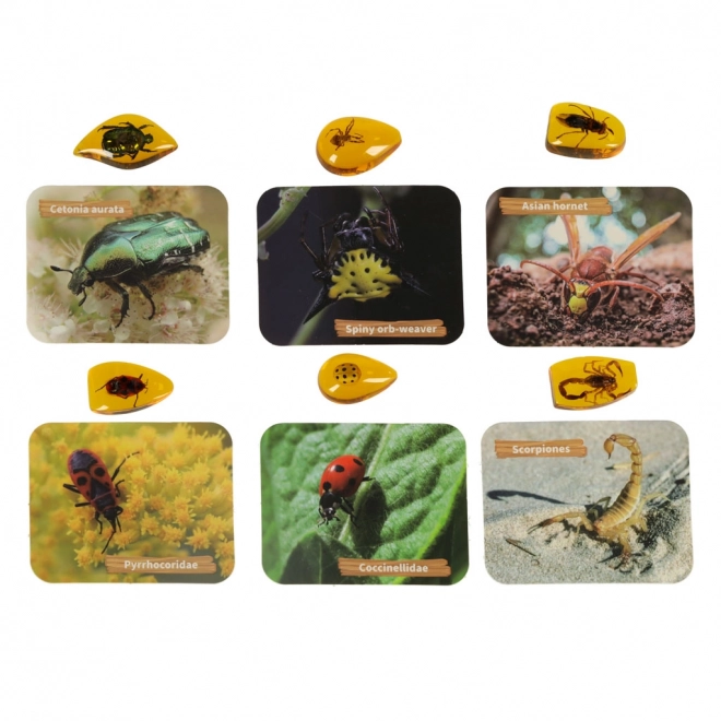 Educational Archaeological Excavation Set - Insects in Amber