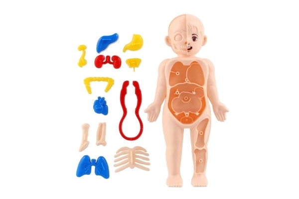 Human Body Puzzle Set