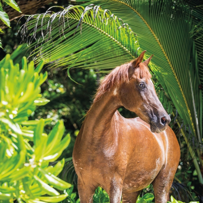 Notique Horse Calendar by Christiane Slawik 2025