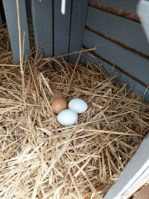 Set of Wooden Eggs in Carton