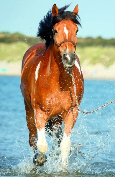 Mini Puzzle With Horses Assortment