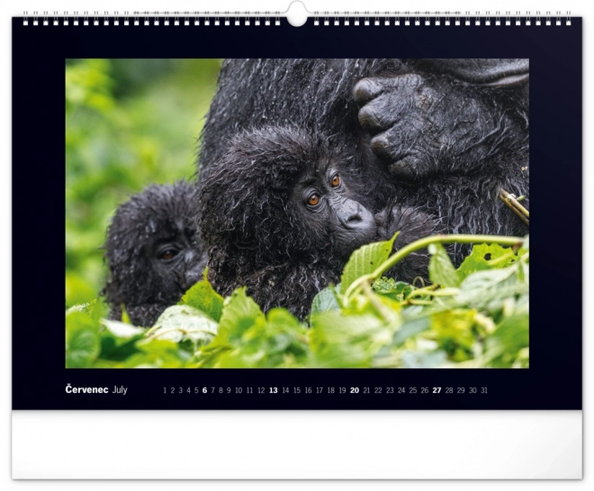 Wall Calendar Majestic Gorillas 2025