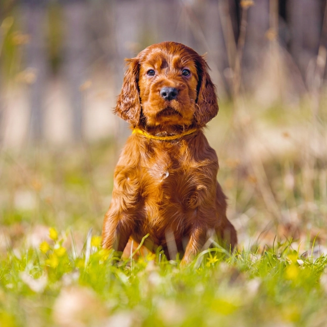 Puppies Wall Calendar 2025