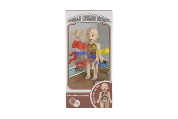 Human Body Puzzle Set