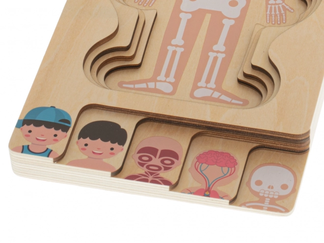 Wooden Layered Human Body Puzzle Montessori Boy