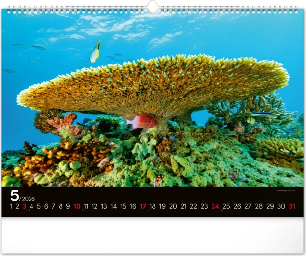 Május korallparadicsoma