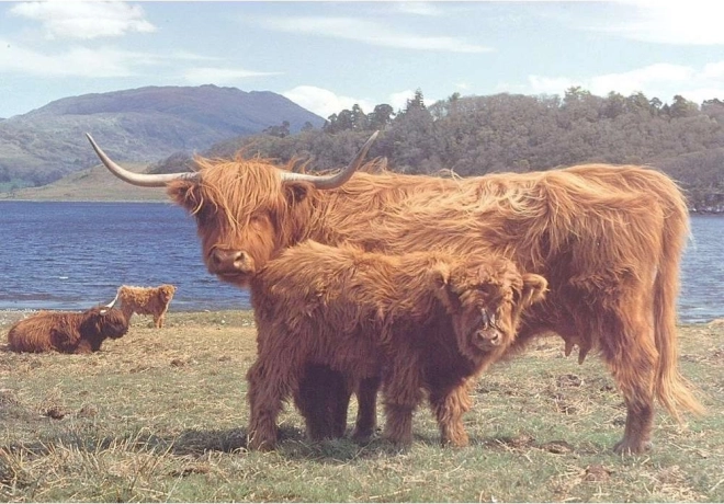 Puzzle Highland écossais 1000 pièces