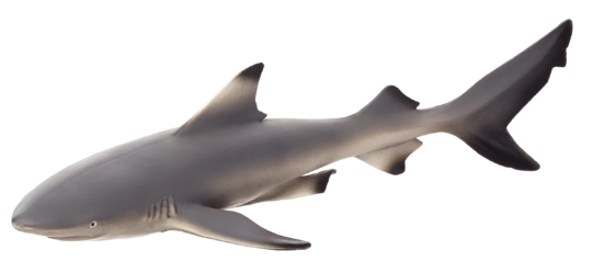 Mojo Blacktip Shark Figurine