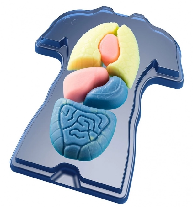 Fun Science Squishy Organs Educational Set