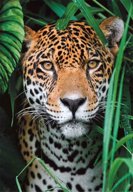 Puzzle 500 pièces jaguar dans la jungle CLEMENTONI