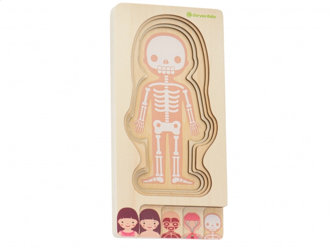 Educational Wooden Body Construction Puzzle Montessori for Girls