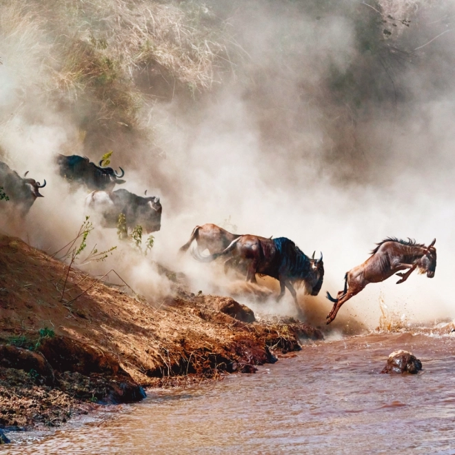 Wild Africa 2025 Wall Calendar