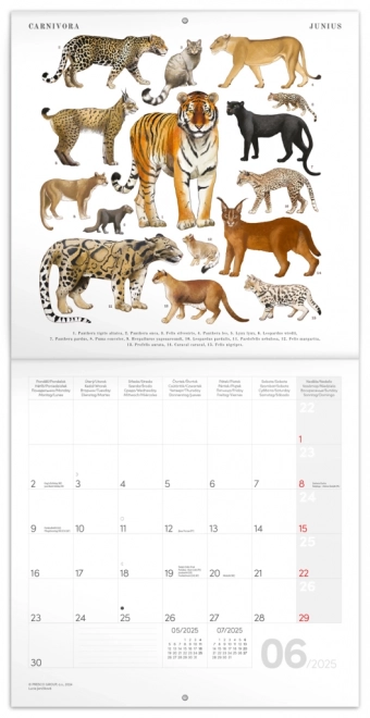 Animalium Calendar 2025