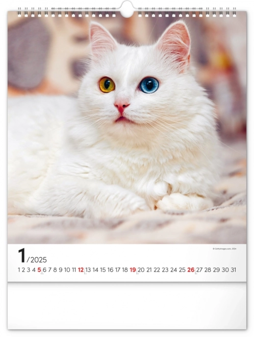 Wall Calendar Cats 2025