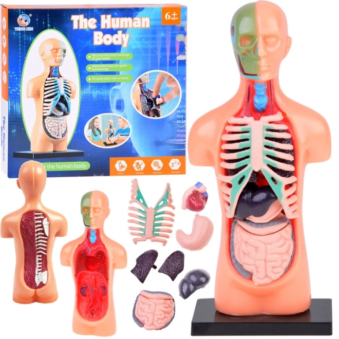 Human Anatomy Educational Model with Organs