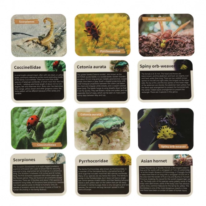 Educational Archaeological Excavation Set - Insects in Amber