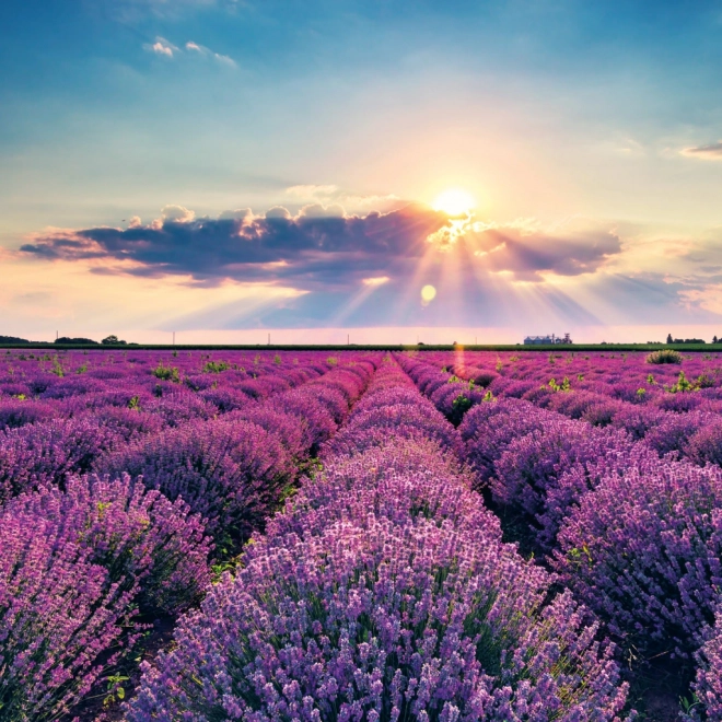 Notebook Calendar Provence 2026