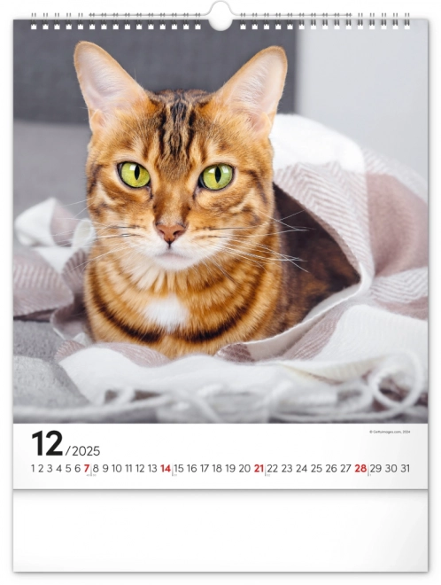 Wall Calendar Cats 2025