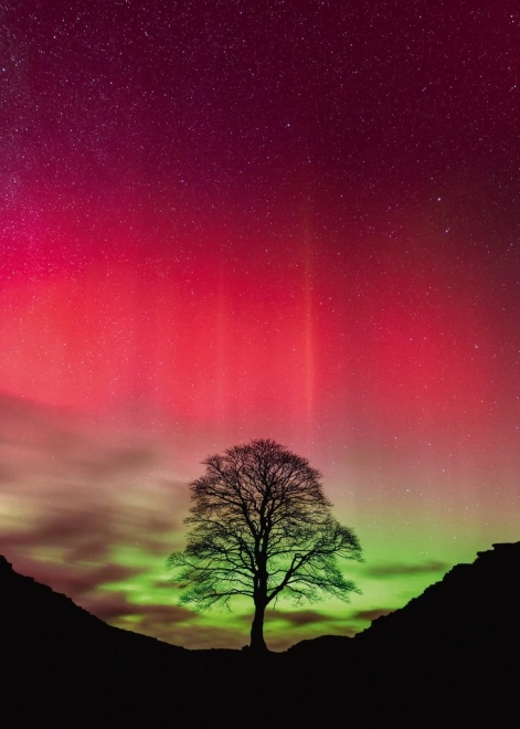 Puzzle Heye Forza della Natura: Sycamore Gap, 1000 pezzi