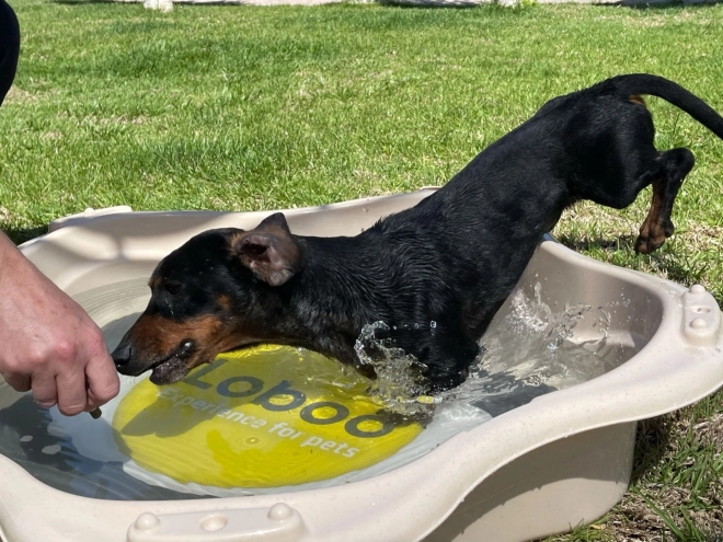 Pet Bathing Pool Classic