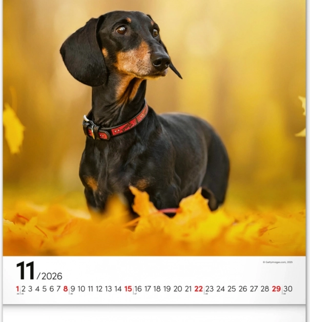 Calendario da parete Cani 2026